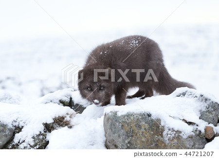 Blue morph arctic fox in winter Blue morph arctic fox in winter 44721207