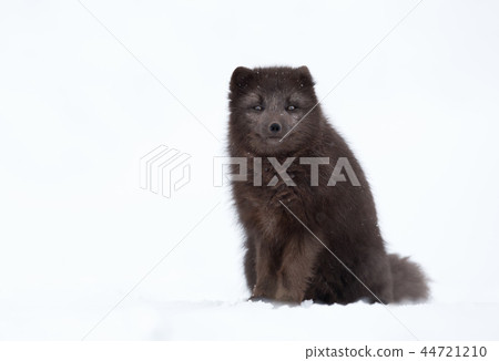 Blue morph arctic fox in winter Blue morph arctic fox in winter 44721210