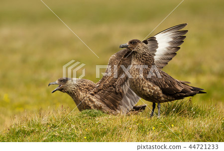 Close up of two Great Skuas 44721233