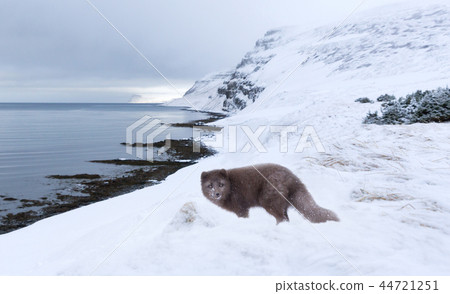 Arctic fox standing in the snow Arctic fox standing in the snow 44721251