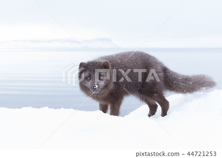 Arctic fox standing in the snow Arctic fox standing in the snow 44721253