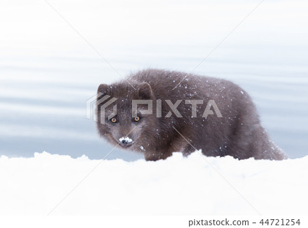 Blue morph arctic fox in snow Blue morph arctic fox in snow 44721254