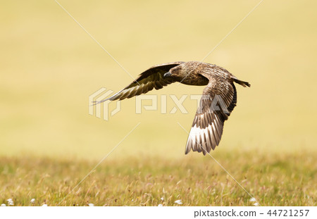 Close up of Great skua in flight 44721257