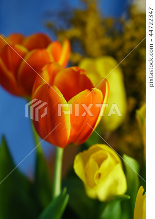 Yellow and red tulips, mimosa Yellow and red tulips, mimosa 44722347