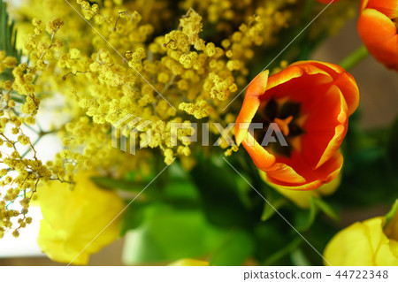 Yellow and red tulips, mimosa Yellow and red tulips, mimosa 44722348