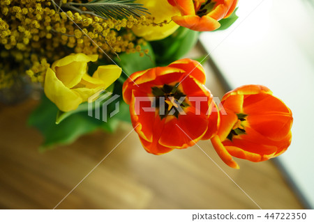 Yellow and red tulips, mimosa 44722350
