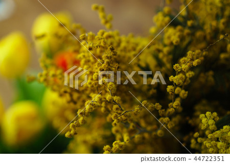 Yellow mimosa close-up 44722351
