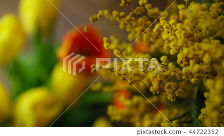Yellow mimosa close-up Yellow mimosa close-up 44722352