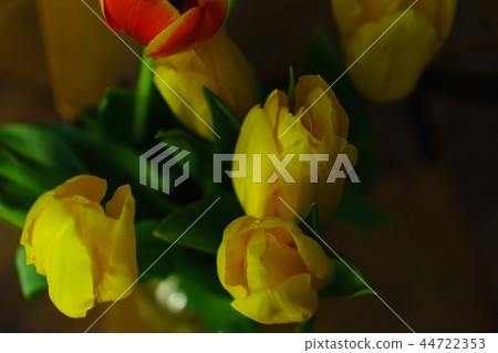 Red and yellow tulips Red and yellow tulips 44722353