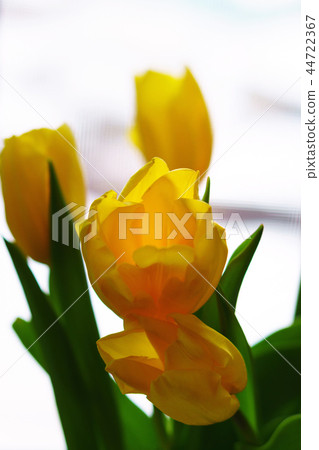 Yellow tulips by window 44722367