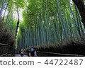 Arashiyama bamboo grove 44722487