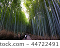 Shining bamboo forest 44722491