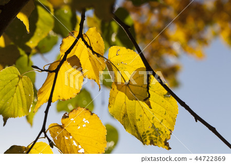 yellowed foliage of a linden yellowed foliage of a linden 44722869