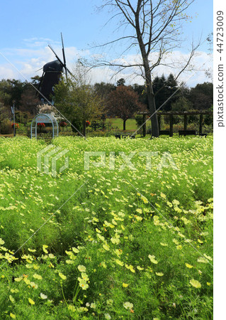 船橋安徒生公園，宇宙花花（10月）千葉縣船橋市 44723009