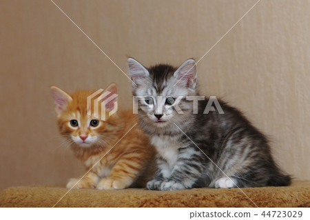 Two cute kittens 44723029