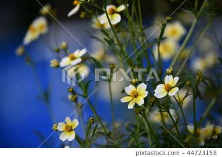 秋天的花朵 秋天的花朵 44723158