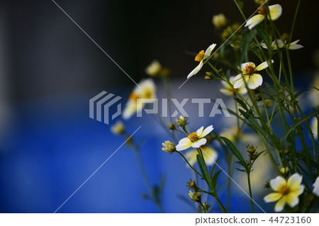 秋天的花朵 秋天的花朵 44723160