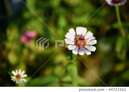 秋天的花朵 秋天的花朵 44723162