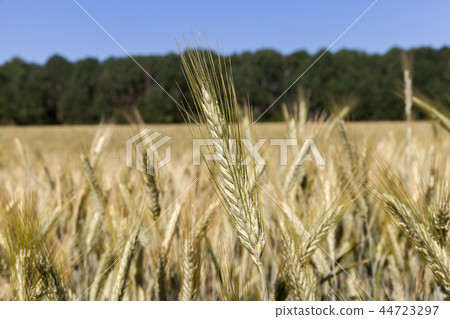 spikelets of wheat 44723297