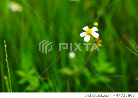 White flowers at beautiful with grass background 44723608