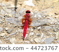 A male of the show dragonfly 44723767
