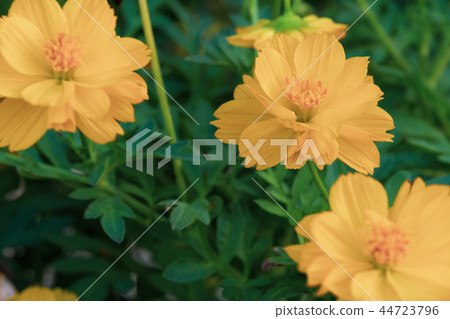 yellow cosmos flower in green nature background. yellow cosmos flower in green nature background. 44723796