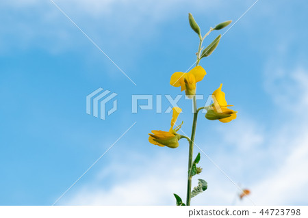 beautiful yellow sunhemp flower in nature beautiful yellow sunhemp flower in nature 44723798