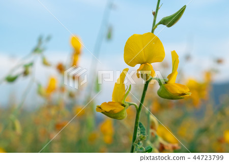 beautiful yellow sunhemp flower. Crotalaria beautiful yellow sunhemp flower. Crotalaria 44723799