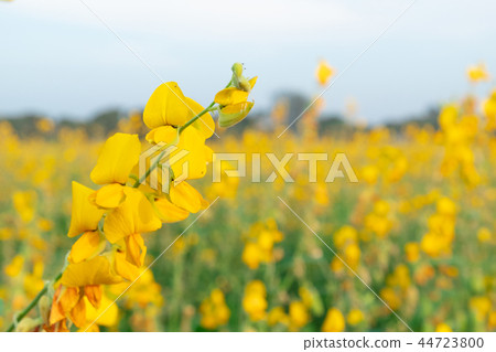beautiful yellow sunhemp flower. Crotalaria beautiful yellow sunhemp flower. Crotalaria 44723800