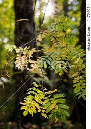 Autumn in the forest. Leaves and trees, daytime Autumn in the forest. Leaves and trees, daytime 44724014