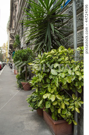 Beautiful street, flower pots with green plants near the gray stone wall, Italy, MILAN Beautiful street, flower pots with green plants near the gray stone wall, Italy, MILAN 44724596