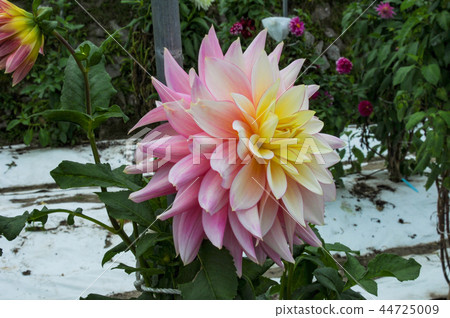 Pink Dahlia 44725009