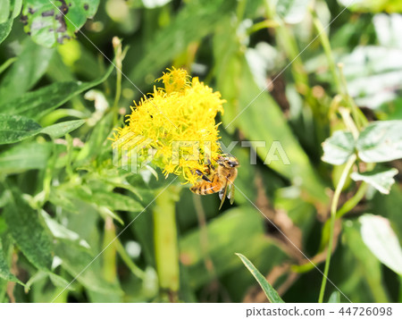 Work of a bee Work of a bee 44726098