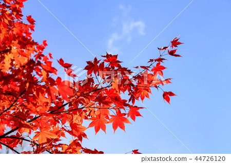 Maple that spreads to the sky 44726120