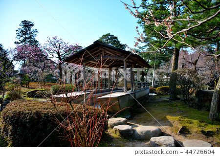 在Kenrokuen和Bairin重建的梅花和櫻花的景觀（3） 44726604