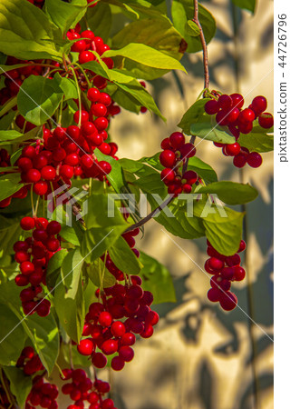 Red schisandra berries and leaves in nature Red schisandra berries and leaves in nature 44726796