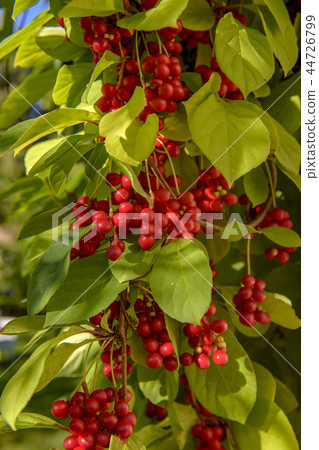 Red schisandra berries and leaves in nature Red schisandra berries and leaves in nature 44726799