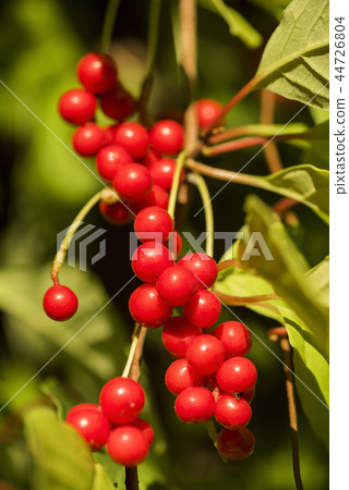 Red schisandra berries and leaves in nature Red schisandra berries and leaves in nature 44726804