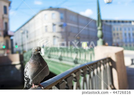 Pigeon bridge of Griboyedov Canal, St Petersburg 44726816