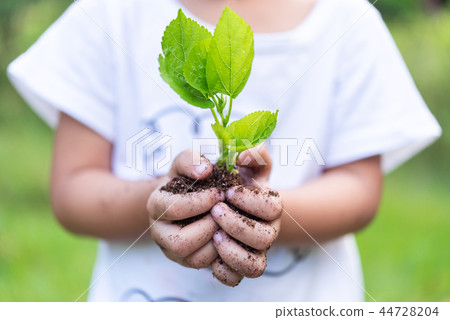 Selective focus on child hands holding young plant Selective focus on child hands holding young plant 44728204