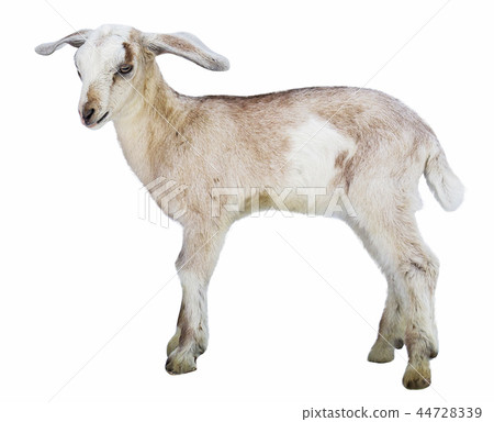 lamb on white background, farm, animal lamb on white background, farm, animal 44728339