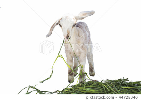 lamb on white background, farm, animal lamb on white background, farm, animal 44728340