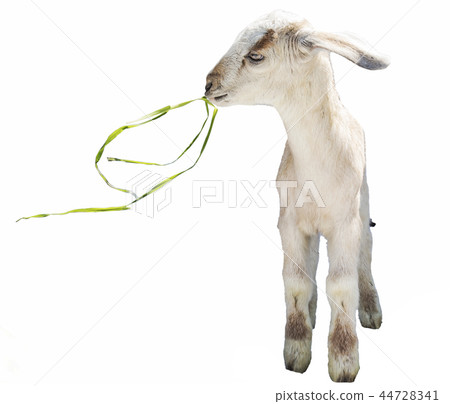lamb on white background, farm, animal lamb on white background, farm, animal 44728341