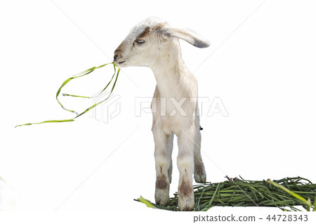 lamb on white background, farm, animal lamb on white background, farm, animal 44728343