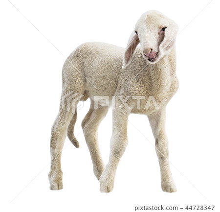 lamb on white background, farm, animal lamb on white background, farm, animal 44728347