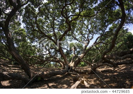 new zealand pohutukawa 44729685
