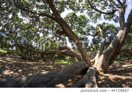 new zealand pohutukawa 44729687