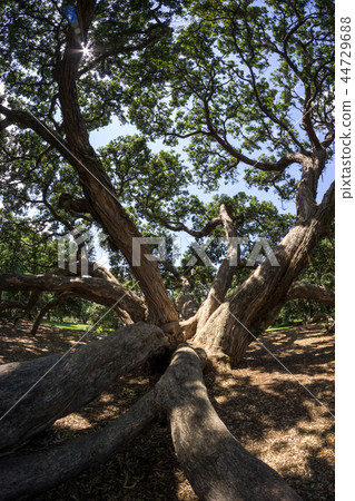 new zealand pohutukawa 44729688