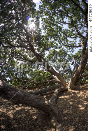 new zealand pohutukawa 44729689