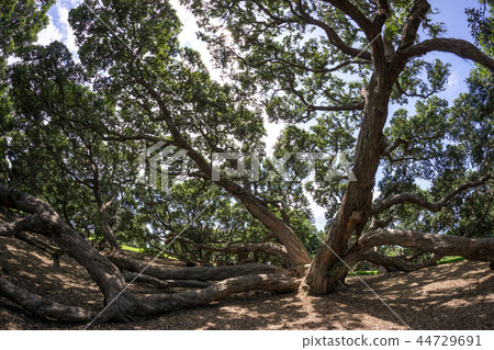 new zealand pohutukawa 44729691